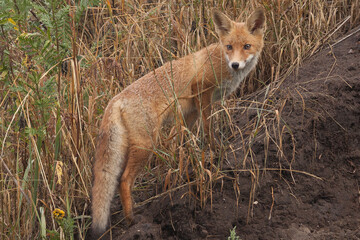 red fox in the wild