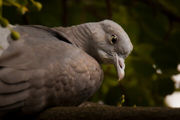 close up of a bird