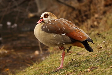 Egyptian goose, Alopochen aegyptiaca