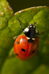 ladybug on a leaf