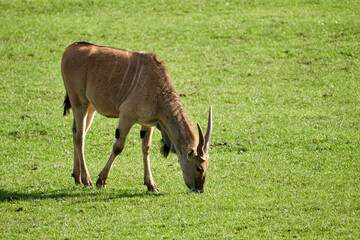 Beautiful Common Eland walks through the meadow eating grass in the Cabarceno Natural Park, in...