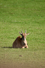 Beautiful young Common Eland lying on the grass in Cabarceno Natural Park, Cantabria, Spain, Europe