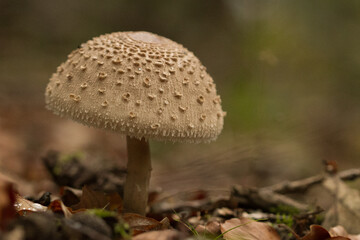 parasol mushroom in the forest, macrolepiota procera