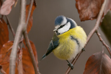  Eurasian blue tit (Cyanistes caeruleus), parus