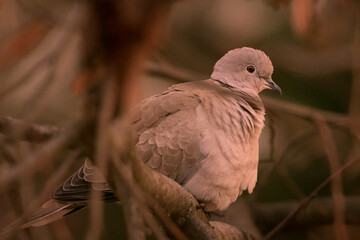pigeon on a branch, streptopelia decaocto