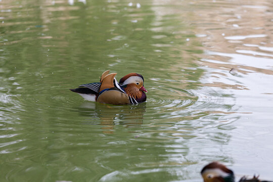 Mandarin ducks at the zoo