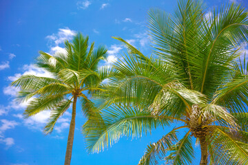 coconut tree