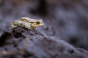 common toad on the ground