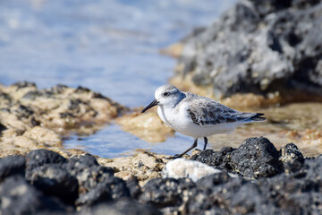 Sandpiper at the beach in Fuerteventura, Canary islands, Spain