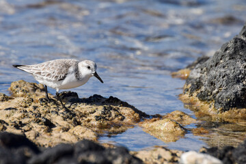 Sandpiper at the beach in Fuerteventura, Canary islands, Spain