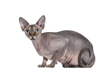 Young adult Sphynx cat, laying down side ways. Looking  at camera  with light blue eyes. Isolated cutout on transparent background. Tail curled against body. © Nynke