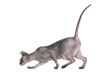 Young adult Sphynx cat, walking side ways. Looking straight ahead with light blue eyes. isolated cutout on transparent background. Head down, tail fierce in air like hunting.