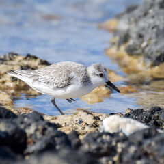 Sandpiper at the beach in Fuerteventura, Canary islands, Spain