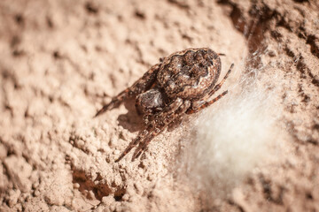 mother spider carrying eggs