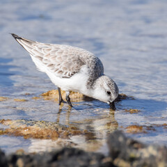Sandpiper at the beach in Fuerteventura, Canary islands, Spain
