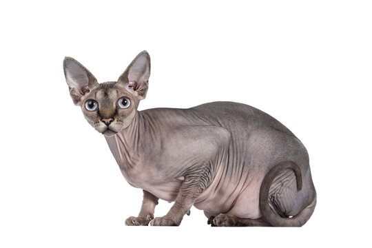 Young adult Sphynx cat, laying down side ways. Looking  at camera  with light blue eyes. Isolated cutout on transparent background. Tail curled against body.
