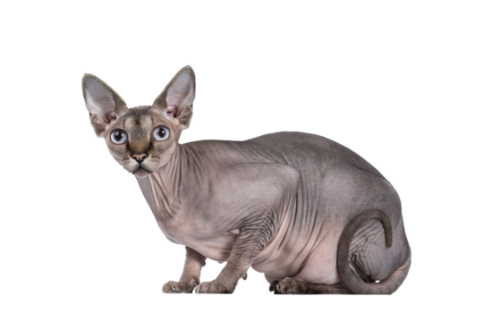 Young adult Sphynx cat, laying down side ways. Looking  at camera  with light blue eyes. Isolated cutout on transparent background. Tail curled against body.