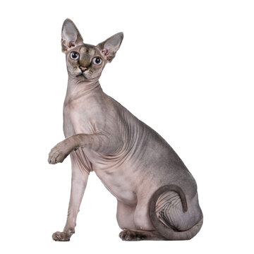 Young adult Sphynx cat, sitting side ways. Looking straight at camera  with light blue eyes. isolated cutout on transparent background. One paw playful lifted in air.