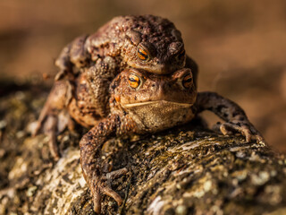 close up of a toad's amplexus, copulating frogs, bufo bufo
