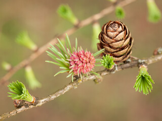branch of a larch