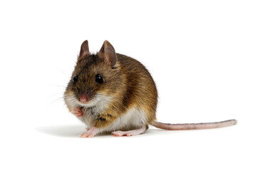 Mouse isolated on white background.