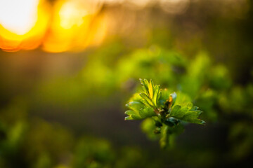 green leaves in sunset light