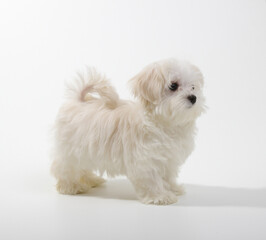 Puppy Maltese lapdog isolated on white background.