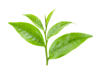 green tea leaf isolated on transparent png