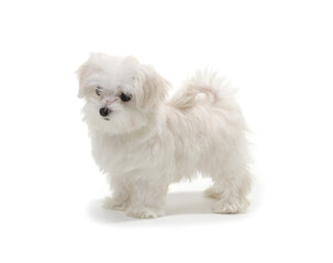 Puppy Maltese lapdog isolated on white background.