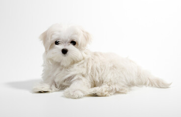 Dog lies in the studio isolated