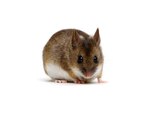 House mouse isolated on white