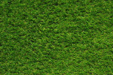 Fototapeta premium Green grass background top view