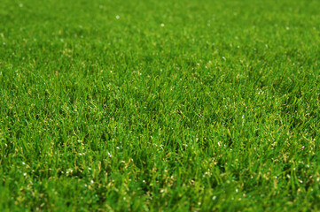 Top view fresh green grass