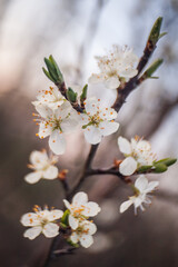 Obraz premium cherry tree blossom