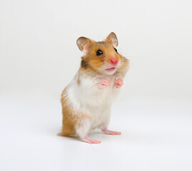 Syrian hamster standing on its hind legs