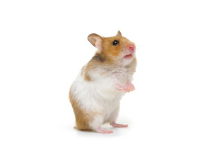 Syrian hamster standing on its hind legs