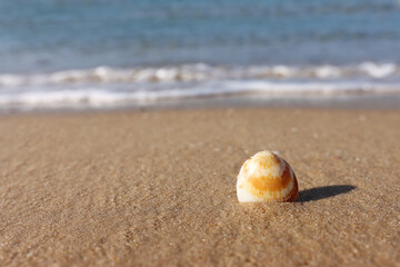image of sandy summer beach and seashell at sun light