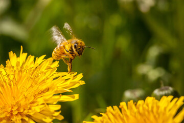 bee on flower