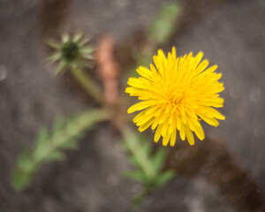 yellow dandelion flower in between sidewalk floats