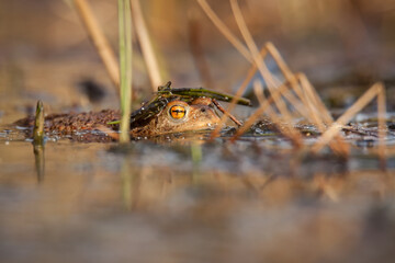 toad in water