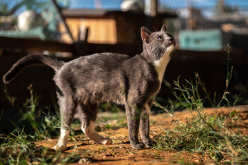 Gray cat walking outside day feline