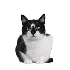 Fototapeta premium Cute black and white house cat, sitting facing forwards. Looking straight at camera with mesmerizing green eyes. Isolated cutout on trasnparent background.