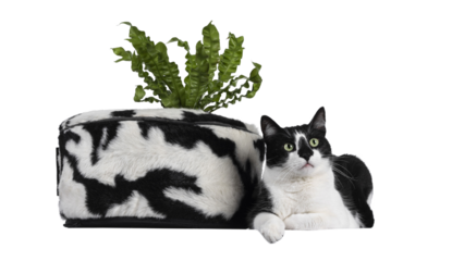 Cute black and white house cat, laying beside black and white basket with green plant. Looking beside camera with mesmerizing green eyes. Isolated cutout on trasnparent background.