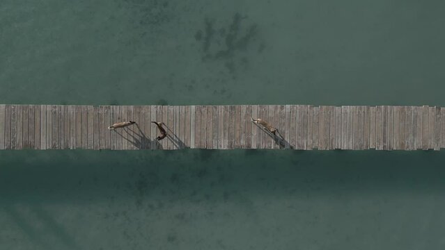 Personas andando con perros por el muelle de madera sobre el mar / video a&eacute;reo con drone dron (Dlog para edicion de color profesional)