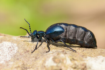 violet oil beetle, Meloe violaceus