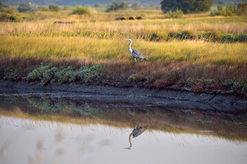 Héron au bord de l'eau 01