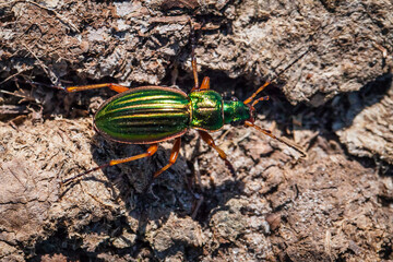  beetle in family Carabidae, Carabus auronitens