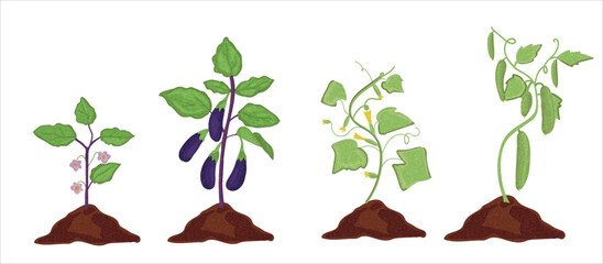 Growth stages of aubergine and cucumber plant. aubergine and cucumber sapling  vector illustration