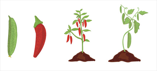 Red pepper and cucumber plant hand drawing vector illustration. Red pepper and red pepper saplings