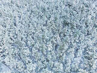 Aerial view of winter forest, snow covered trees. Winter landscape concept, beautiful view of winter forest recorded from drone. Drone view of the snowy forest.